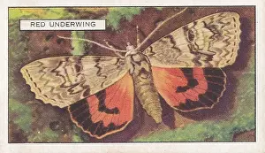 Prints of Collectible vintage illustrated tobacco or cigarette card, Butterflies and Moths series, published in 1938 by Gallaher Ltd Step Back in Time with Iconic Collectible Cards: Red Underwing Moth, Butterflies and Moths series, Gallaher Collectible Tobacco Card, 1938