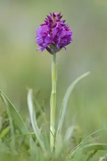 Orchids Prints: Red Vanilla Orchid (Nigritella rubra)