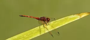Anisoptera Gallery: Red-veined Darter -Sympetrum fonscolombii- on leaf