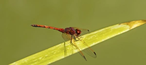 Images Dated 30th November 2012: Red-veined Darter -Sympetrum fonscolombii- on leaf