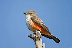 Images Dated 30th November 2011: Red vermilion flycatcher