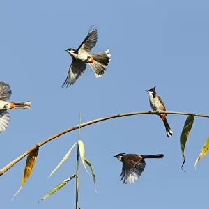 Red Whiskered Bulbuls in flight