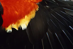 Modern Bird Feather Designs Gallery: Red-winged Blackbird, wing feathers, section