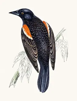 Starling Prints: Red winged starling