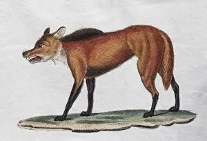 Images Dated 31st December 2017: Red Wolf (Canis Mexicanus), hand coloured copperplate engraving from Friedrich Justin