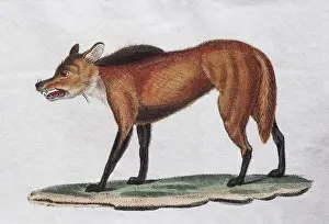 Picture Book For Children Prints: Red Wolf (Canis Mexicanus), hand coloured copperplate engraving from Friedrich Justin