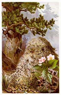Engravings Gallery: Red wood ant Chromolithograph 1884