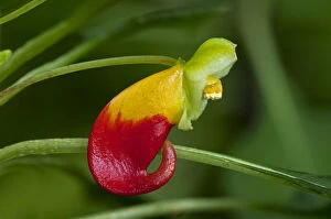 Partial View Gallery: Red and yellow flower of the Congo Cockatoo -Impatiens niamniamensis-, Lateinamerika