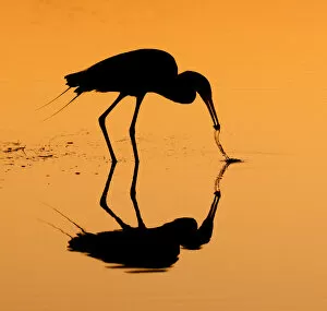 Images Dated 26th February 2014: reddish egret in silhouette