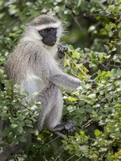 Reddish-green Vervet Monkey (Chlorocebus pygerythrus rufoviridis), Ishasha, Queen