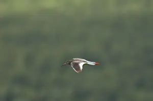 Midair Prints: Redshank (Tringa totanus) in flight, Lofoten, Norway, Scandinavia, Europe