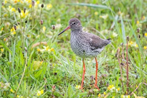 Images Dated 10th May 2014: Redshank -Tringa totanus- on a meadow, Texel, West Frisian Islands, North Holland, Holland
