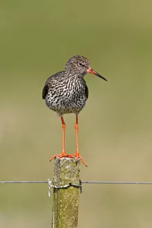 Holland Gallery: Redshank -Tringa totanus- perched on a fence post, Lauwersmeer National Park, Holland