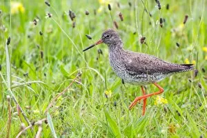 Images Dated 10th May 2014: Redshank -Tringa totanus- wading on a meadow, Texel, West Frisian Islands, North Holland, Holland