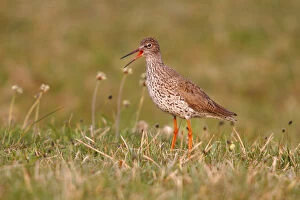 Images Dated 22nd April 2011: Redshank -Tringa totanus-, warning, in a meadow, Lauwersmeer National Park, Holland, Netherlands