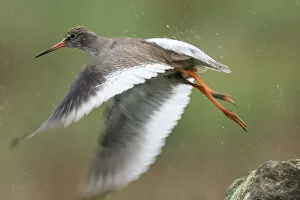 Images Dated 29th May 2017: Redshank Wild bird takes off in heavy rain