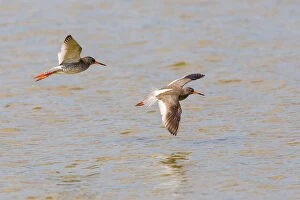 Images Dated 15th May 2014: Two Redshanks -Tringa totanus- in flight over water, Lake Neusiedl, Austria