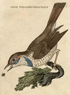 Redstart