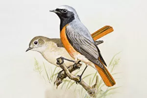 Images Dated 26th June 2007: Redstart (Phoenicurus phoenicurus), male and female, perching side by side, side view