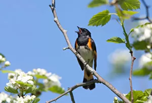 Images Dated 21st May 2011: Redstart singing