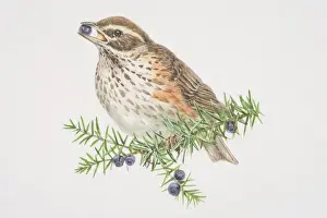 Redwing, Turdus iliacus, illustration of bird sitting on spruce tree branch
