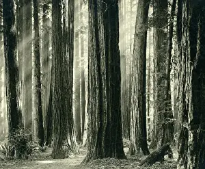 Time Captured: Vintage Art: Redwood Highway, Humboldt County, California, circa 1906