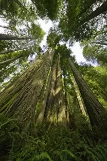 Lush Foliage Gallery: Redwood trees, Redwood National Park, California