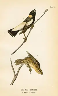 Reed bird lithograph 1890