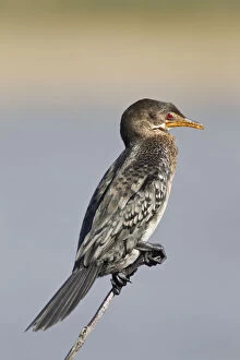 Reed cormorant -Microcarbo africanus-, Wilderness National Park, South Africa