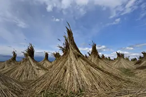 Burgenland Prints: Reed put up for drying, Seewinkel, Apetlon, Burgenland, Austria