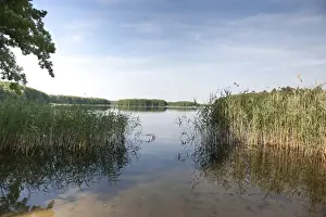 Lakeside Prints: Reed lining a bathing area at a lake in Mecklenburg-Western Pomerania, Germany, Europe