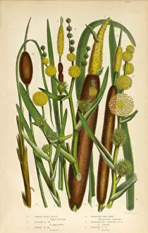 Images Dated 14th June 2016: Reed Mace, Reed, Bur Reed, Typha, Cattail, Victorian Botanical Illustration
