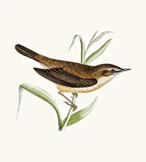 Warbler Prints: Reed warbler