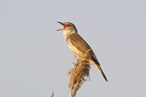 Images Dated 29th July 2013: Reed Warbler -Acrocephalus arundinaceus-, male singing on a reed stem, Illmitz, Burgenland, Austria