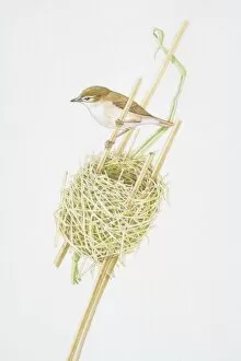 Reed Warbler (Acrocephalus scirpaceus) clutching reed stalk above nest