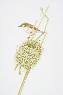 Balancing Prints: Reed Warbler (Acrocephalus scirpaceus) clutching reed stalk above nest