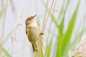 Reed Warbler -Acrocephalus scirpaceus- perched on bulrush, North Hesse, Hesse, Germany