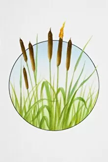 Images Dated 3rd January 2007: Reedmace (Typha latifolia), flower spikes and foliage