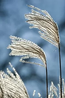 Images Dated 3rd January 2012: Reeds with backlighting, Wilhelma, Stuttgart, Germany, Europe