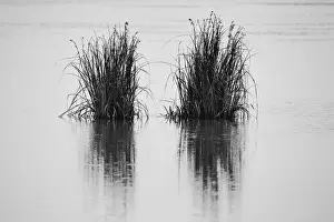 Reflections Prints: Reeds in a lake