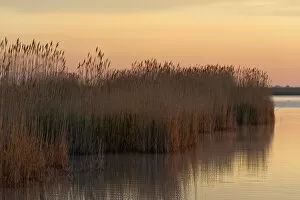 Break Of Dawn Gallery: Reeds in the morning light at Darscho-Lacke or Warmsee Lake, Seewinkel, Apetlon, Burgenland, Austria