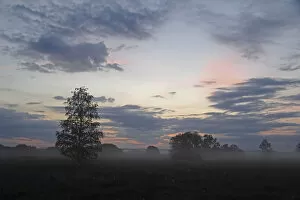 Morning Sky Gallery: Reeds, reed belt, foggy atmosphere, Lake Federsee region, nature reserve, near Bad Buchau