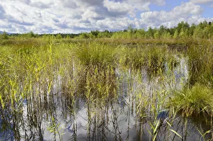 Reeds and rushes at a bog, Stammbecken Moor, former Nicklheim peat works, Rosenheim, Bavaria, Germany, Europe