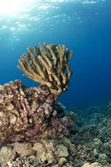 Hawaii Islands Gallery: Reef with sunlight, Kailua-Kona Coast, Big Island of Hawaii, USA