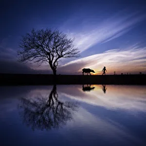 Images Dated 27th March 2015: Reflection of man with water buffalo in morning dew