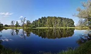 Images Dated 18th August 2011: Reflection of trees in swamp, Starnberg Lake, Upper Bavaria, Bavaria, Germany