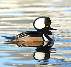 Images Dated 7th February 2017: Reflective Waters and a Hooded Merganser (Lophodytes cucullatus)