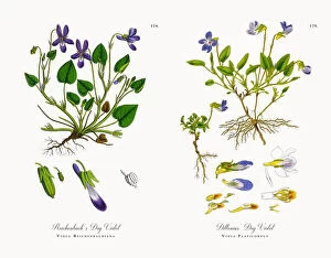 Images Dated 20th November 2017: Reichenbacha┬Ç┬Ösa┬Ç┬Ös Dog Violet, Viola Reichenbachiana, Victorian Botanical Illustration, 1863