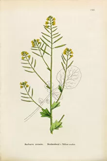 Images Dated 25th January 2017: Reichenbachas Yellow Rocket, Barbarea Arcuata, Victorian Botanical Illustration, 1863