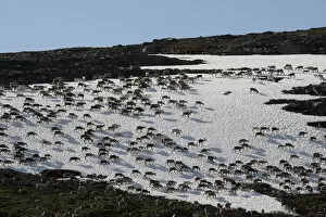 Images Dated 8th July 2014: Reindeer -Rangifer tarandus- crossing a snowfield, North Norway, Norway